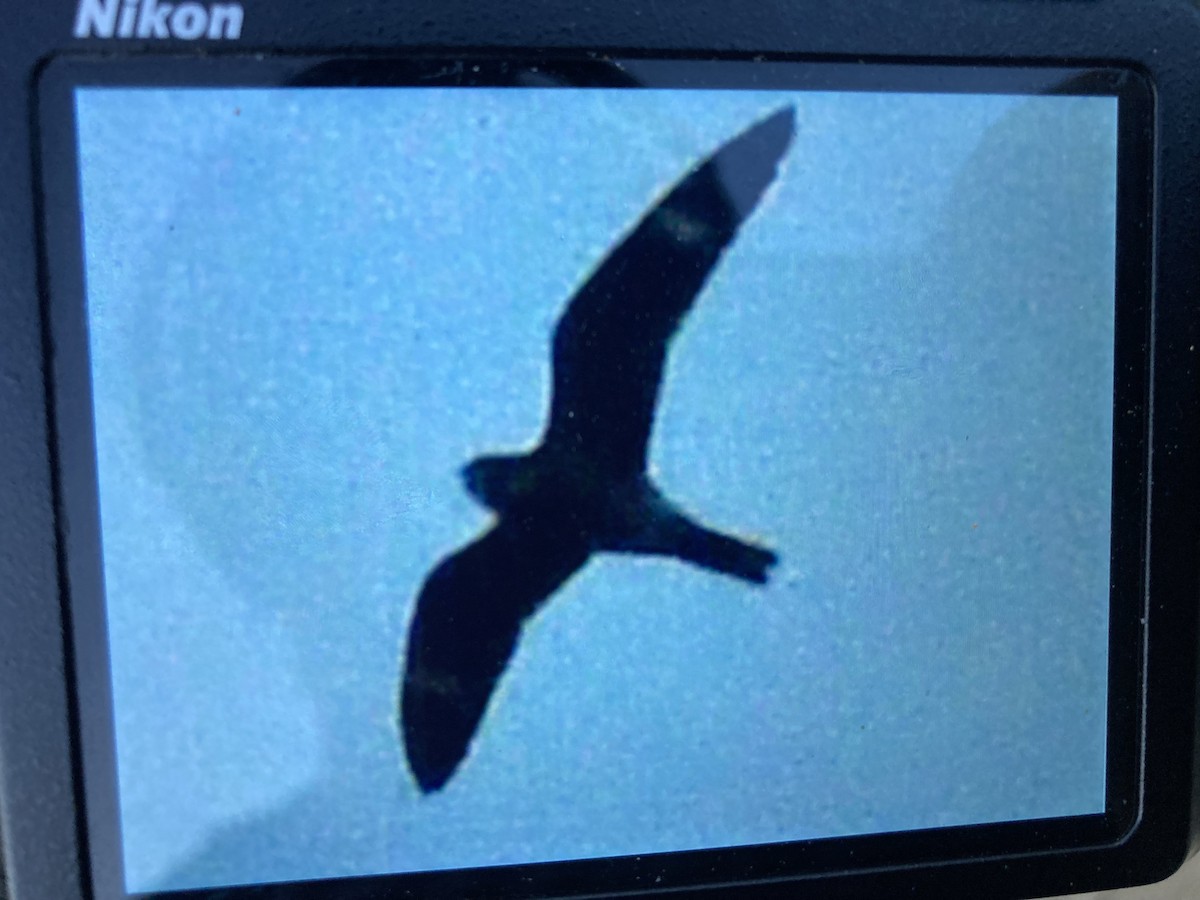 Common Nighthawk - ML635791334