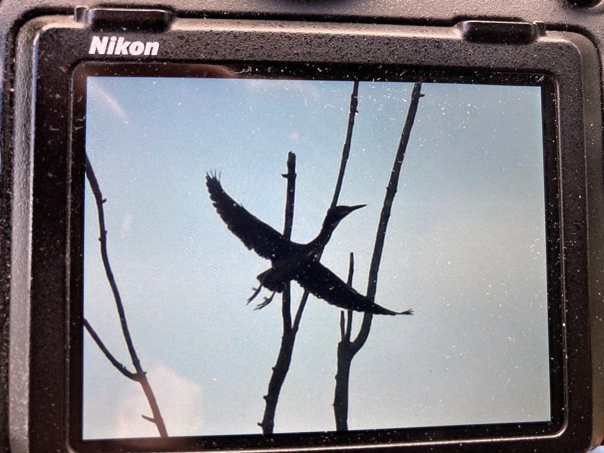 Green Heron - ML635791342