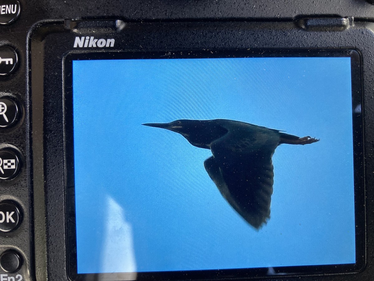 Green Heron - ML635791344