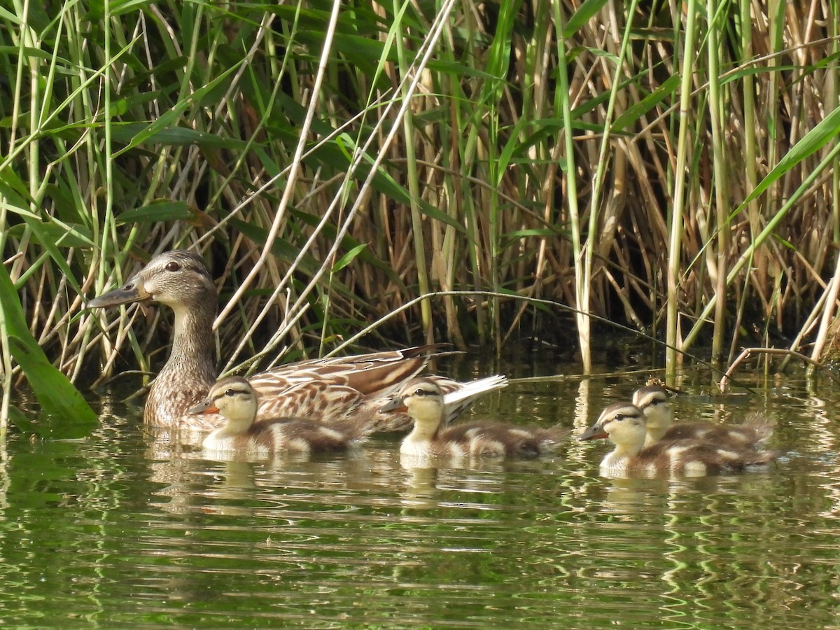 Mallard - ML635791437