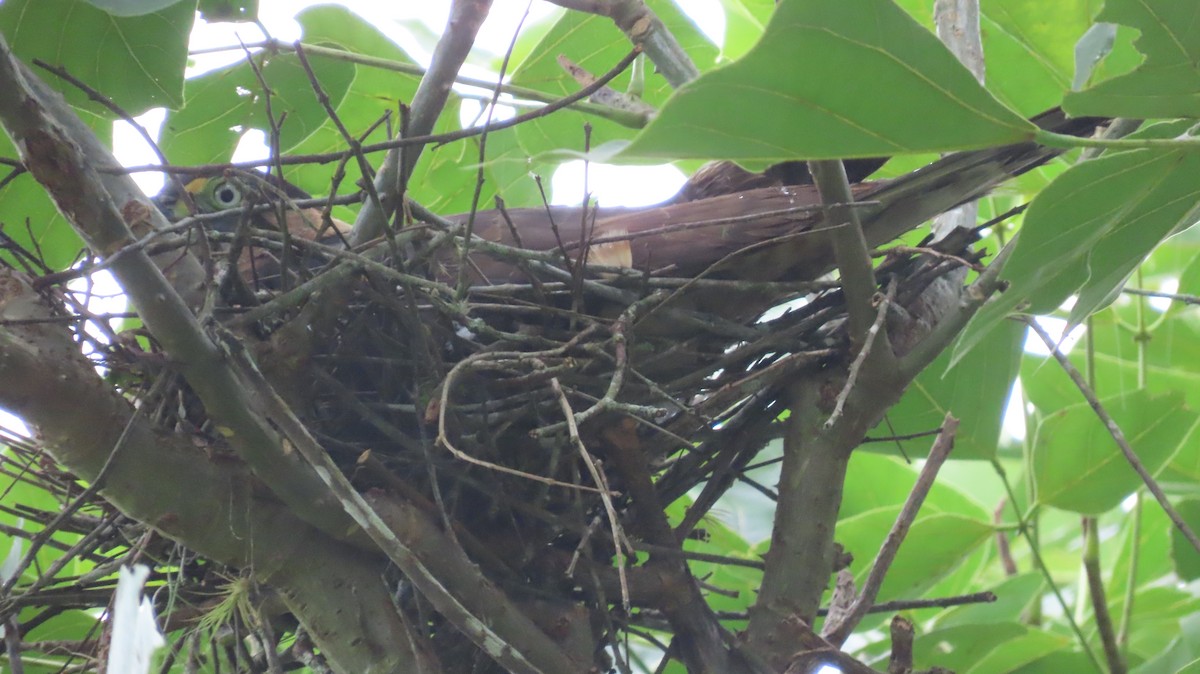 Hook-billed Kite - ML635791469