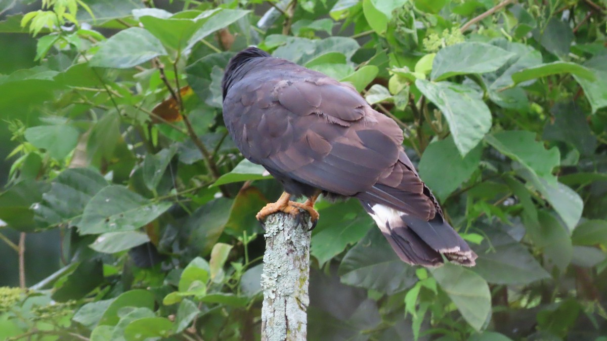 Hook-billed Kite - ML635791470
