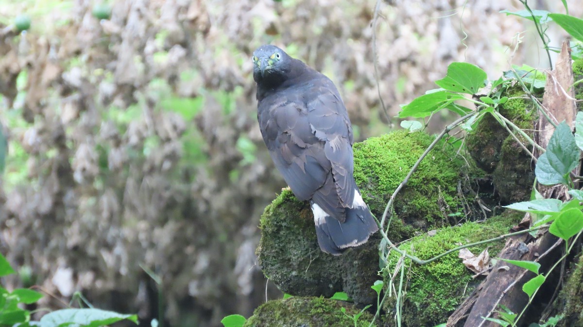 Hook-billed Kite - ML635791471