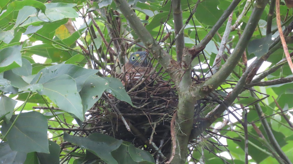 Hook-billed Kite - ML635791478