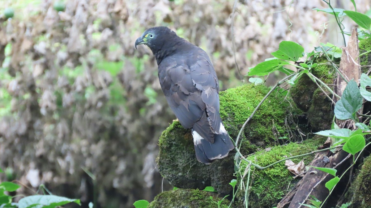 Hook-billed Kite - ML635791480