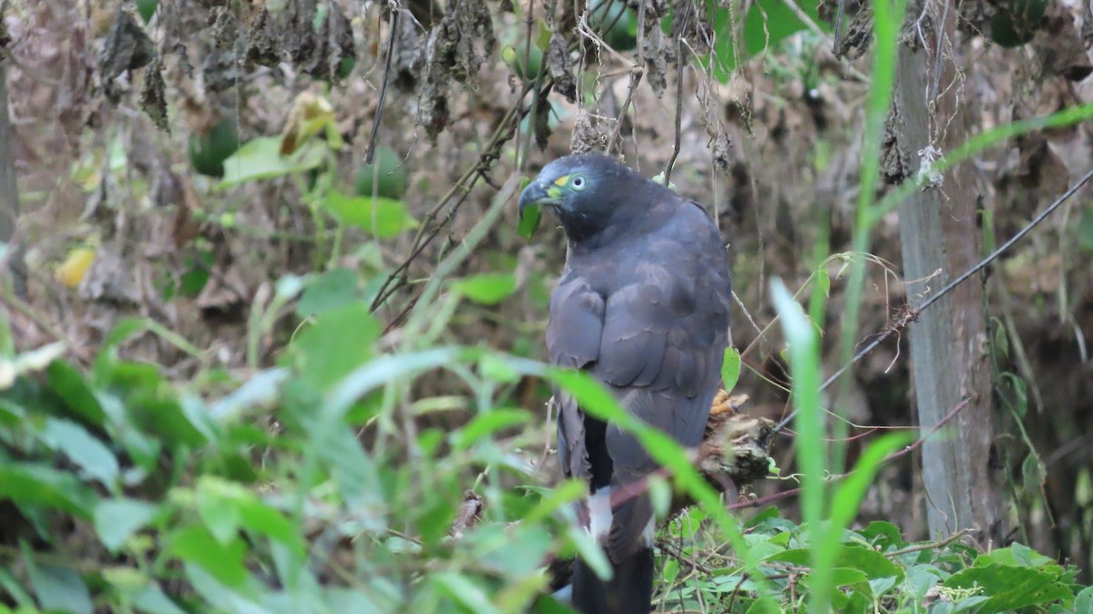 Hook-billed Kite - ML635791481