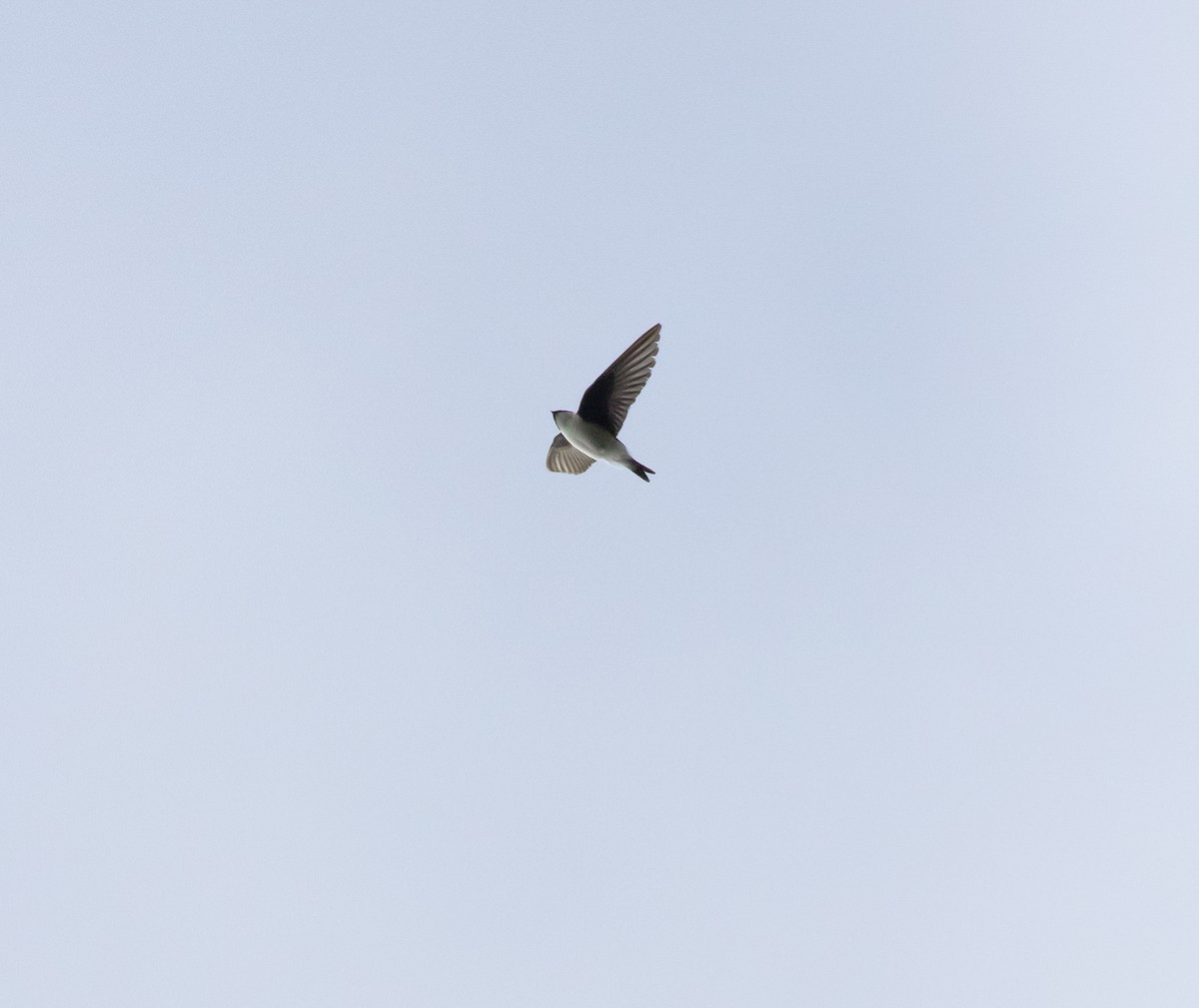 Golden Swallow - ML635791492