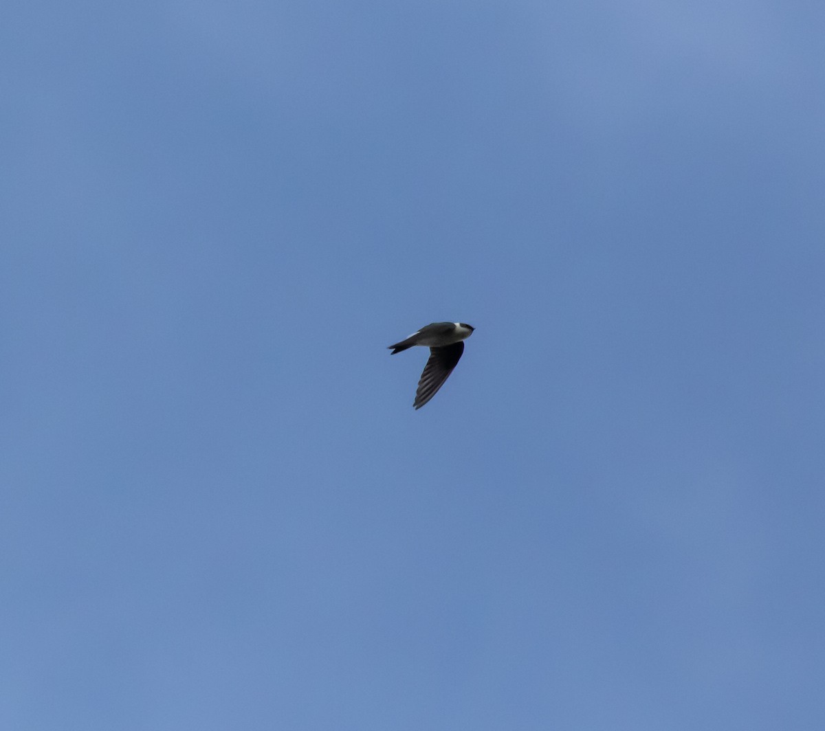 Golden Swallow - ML635791513