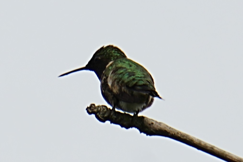 Ruby-throated Hummingbird - ML635791569