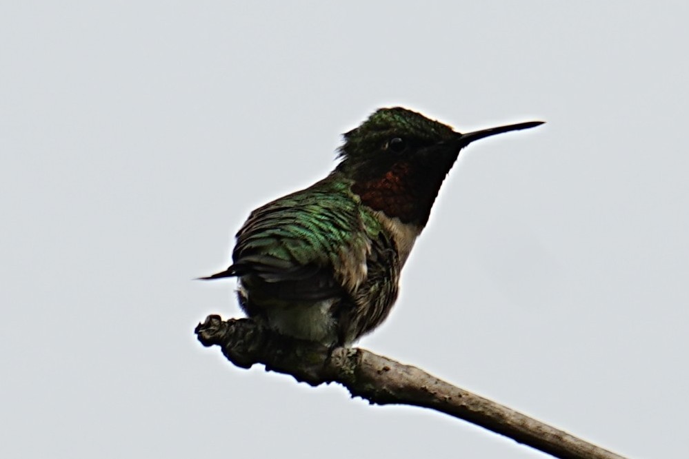 Ruby-throated Hummingbird - ML635791570