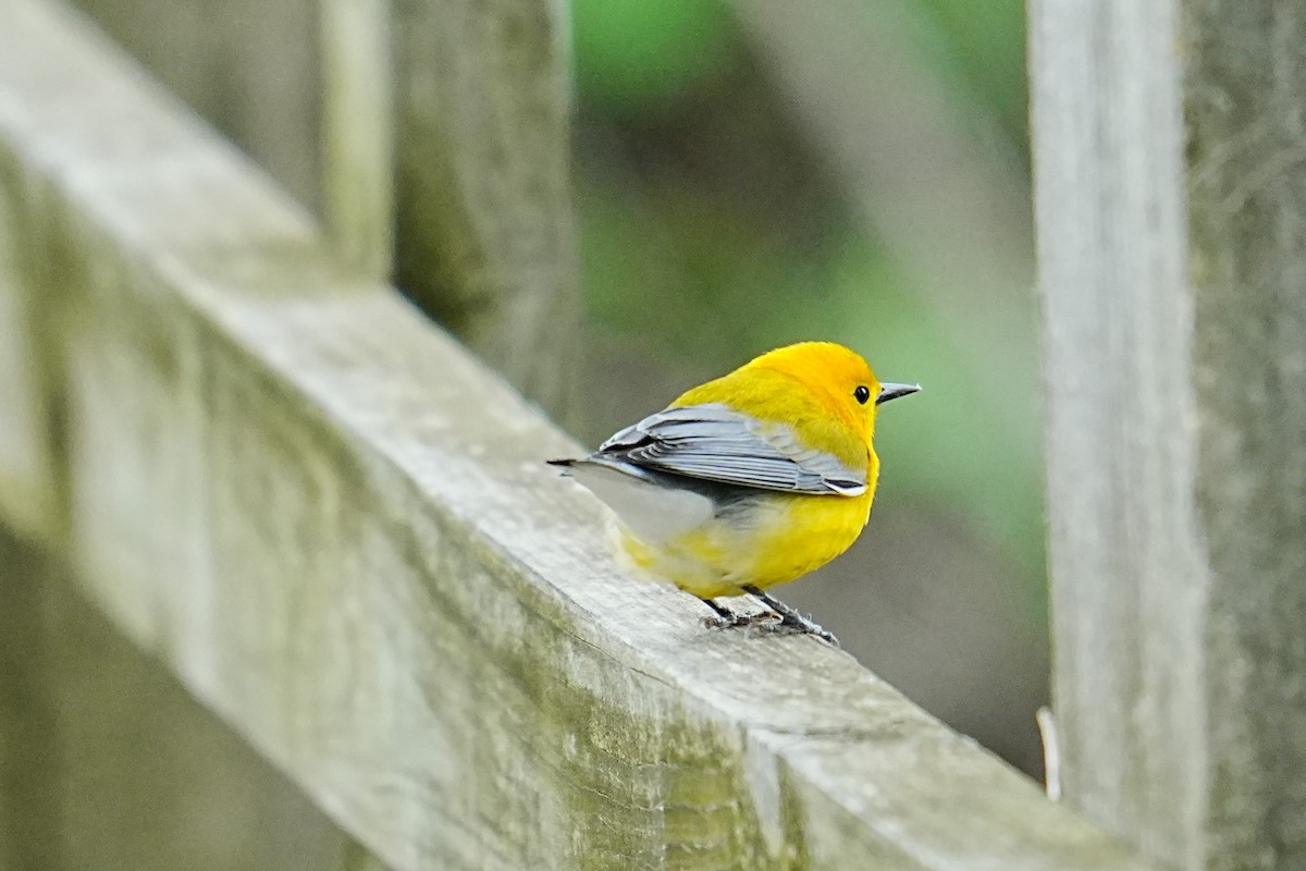 Prothonotary Warbler - ML635791578