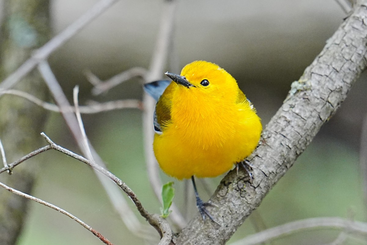 Prothonotary Warbler - ML635791579