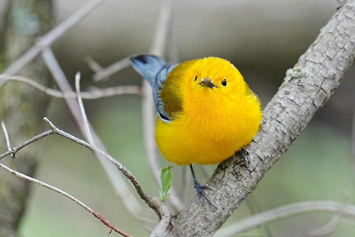 Prothonotary Warbler - ML635791580
