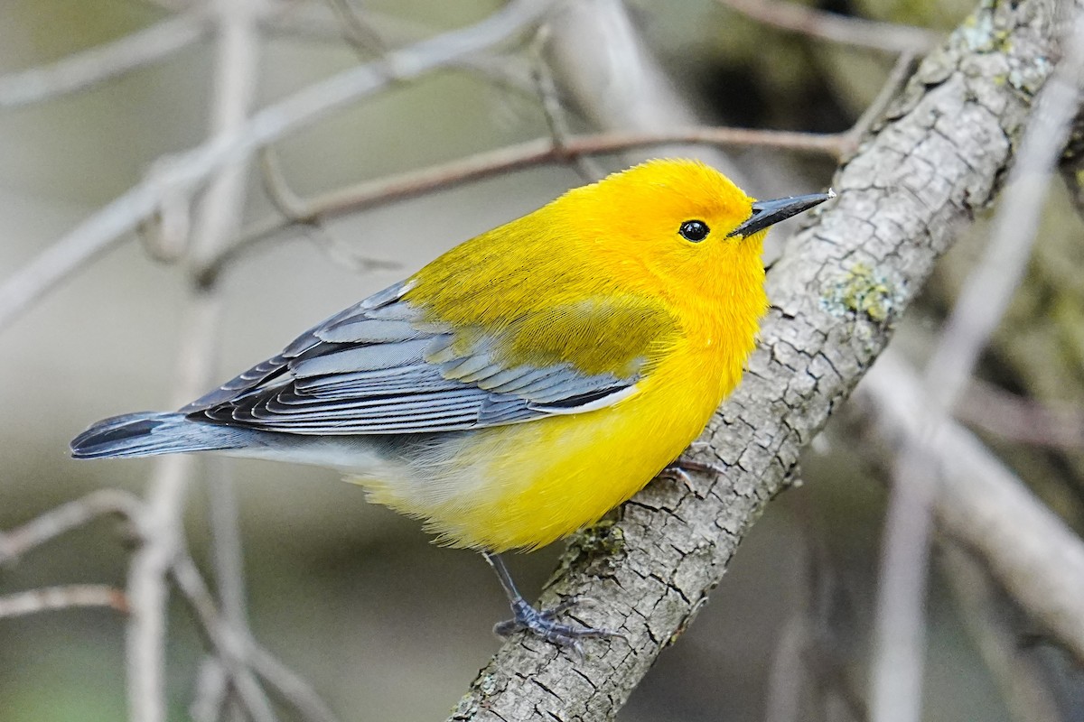 Prothonotary Warbler - ML635791581