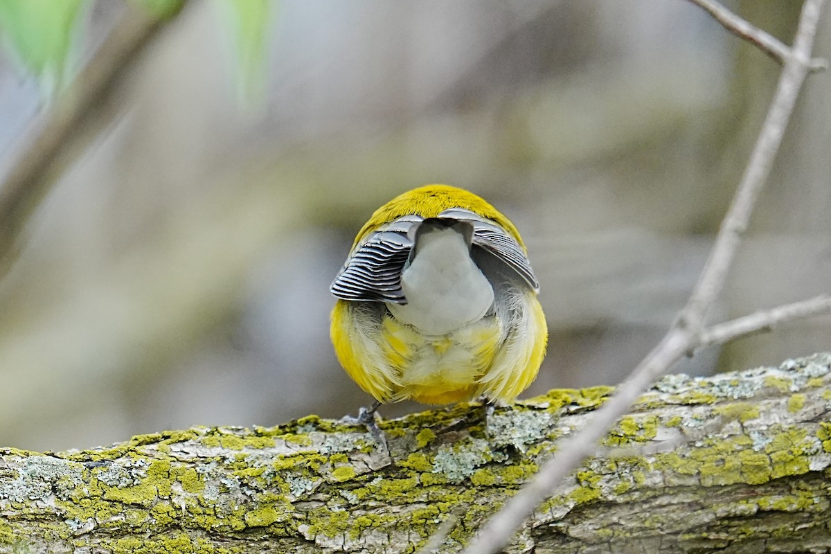 Prothonotary Warbler - ML635791582