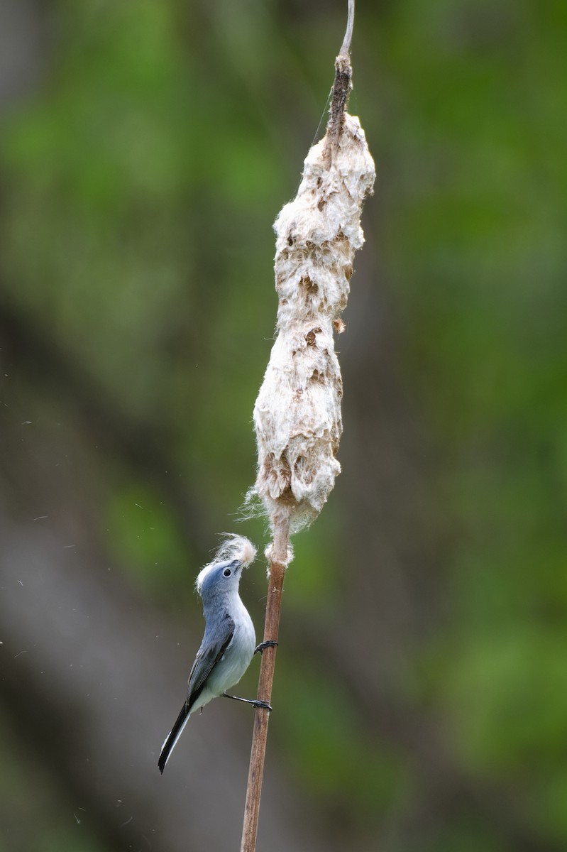 Gobemoucheron gris-bleu - ML635791734