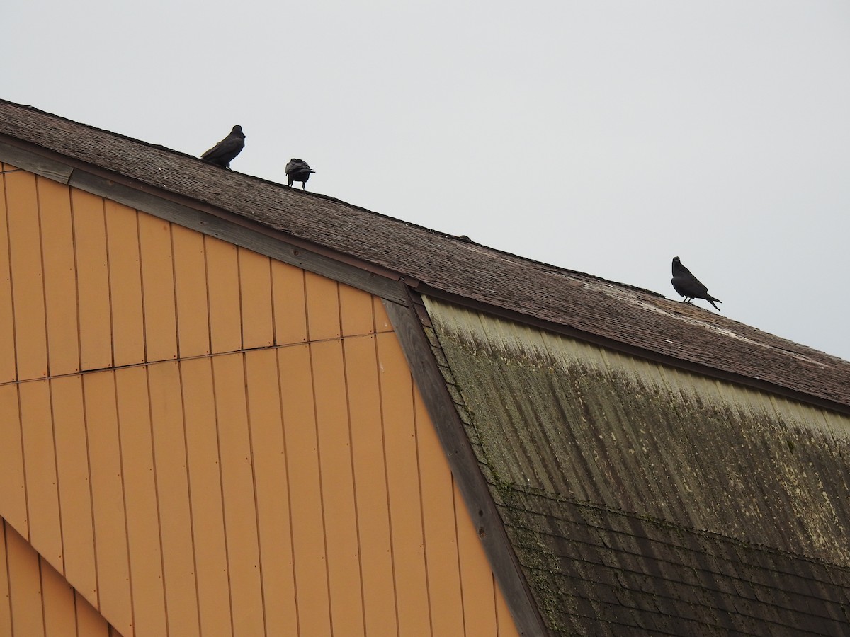 Common Raven - ML635791752