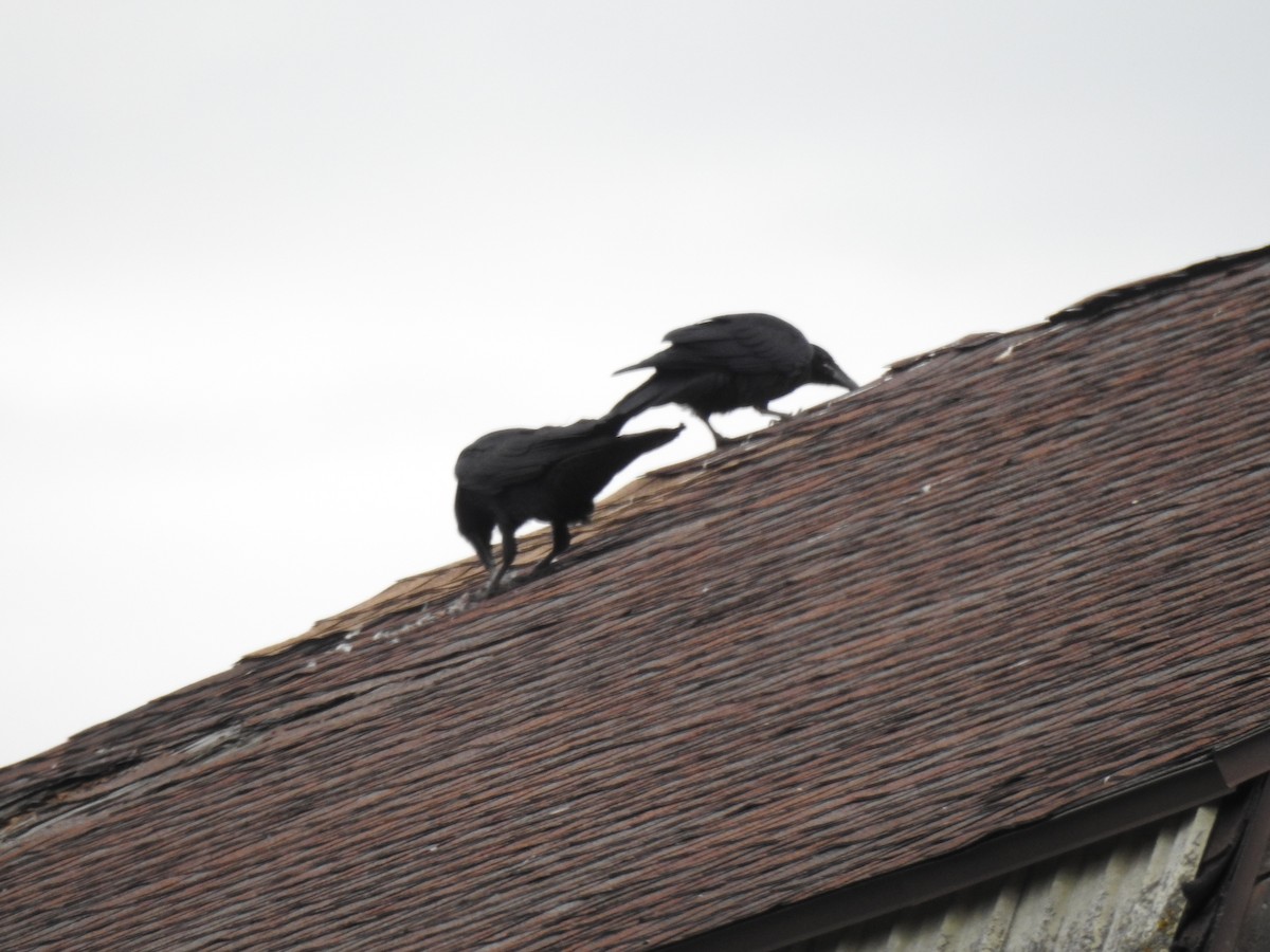 Common Raven - ML635791755