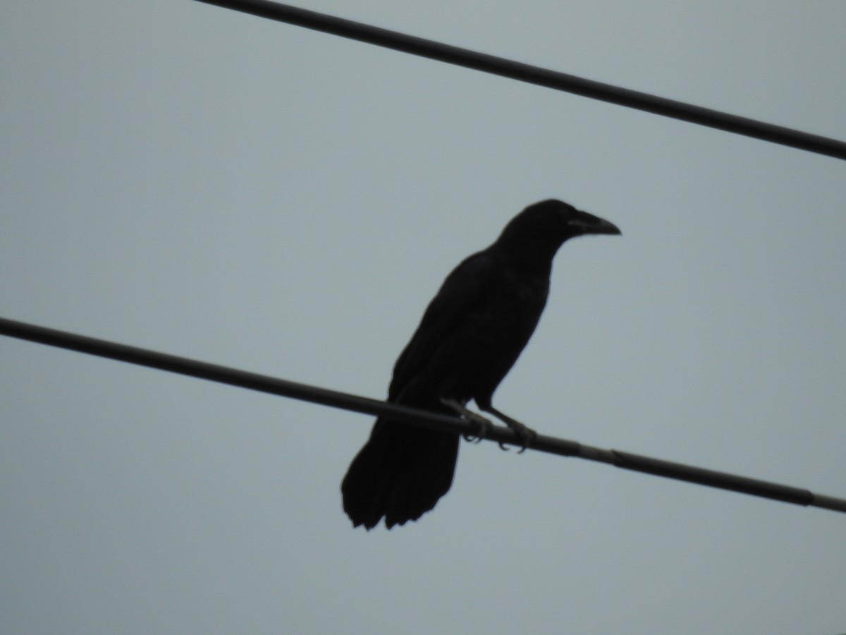 Common Raven - ML635791756