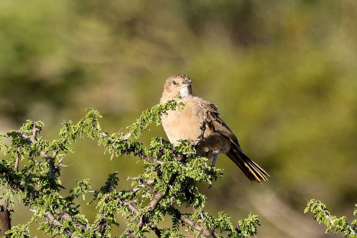 White-throated Cacholote - ML635791772
