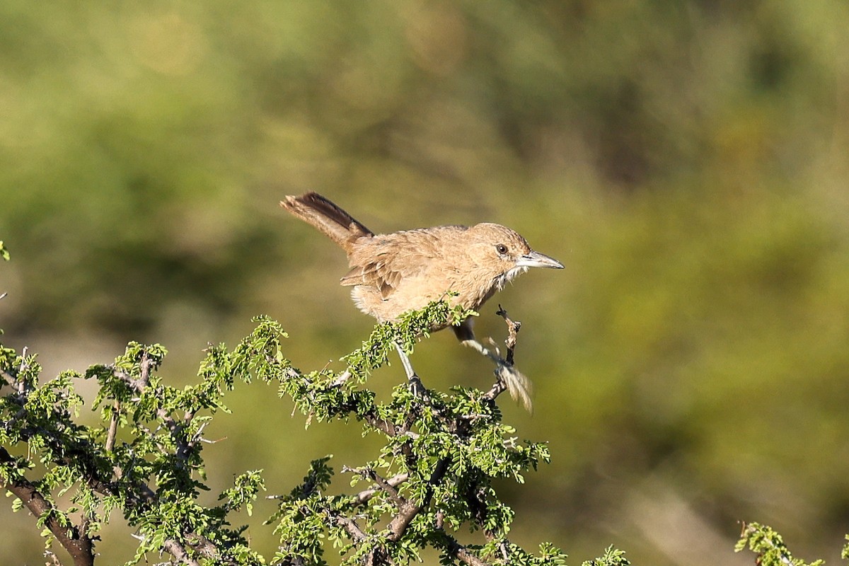 White-throated Cacholote - ML635791774