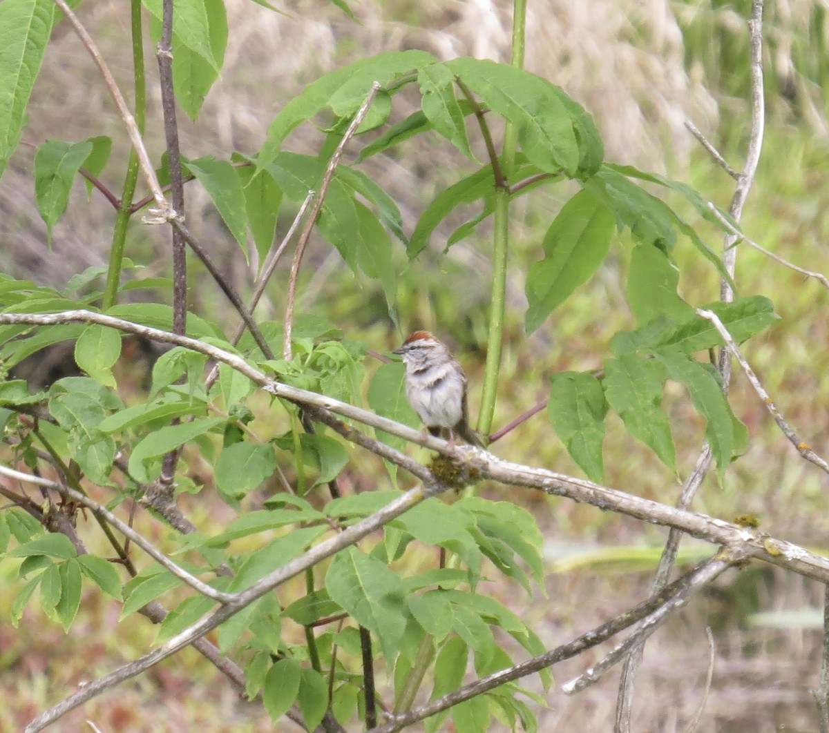 Chipping Sparrow - ML635791833