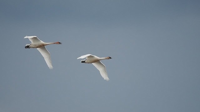 Trumpeter Swan - ML635791904