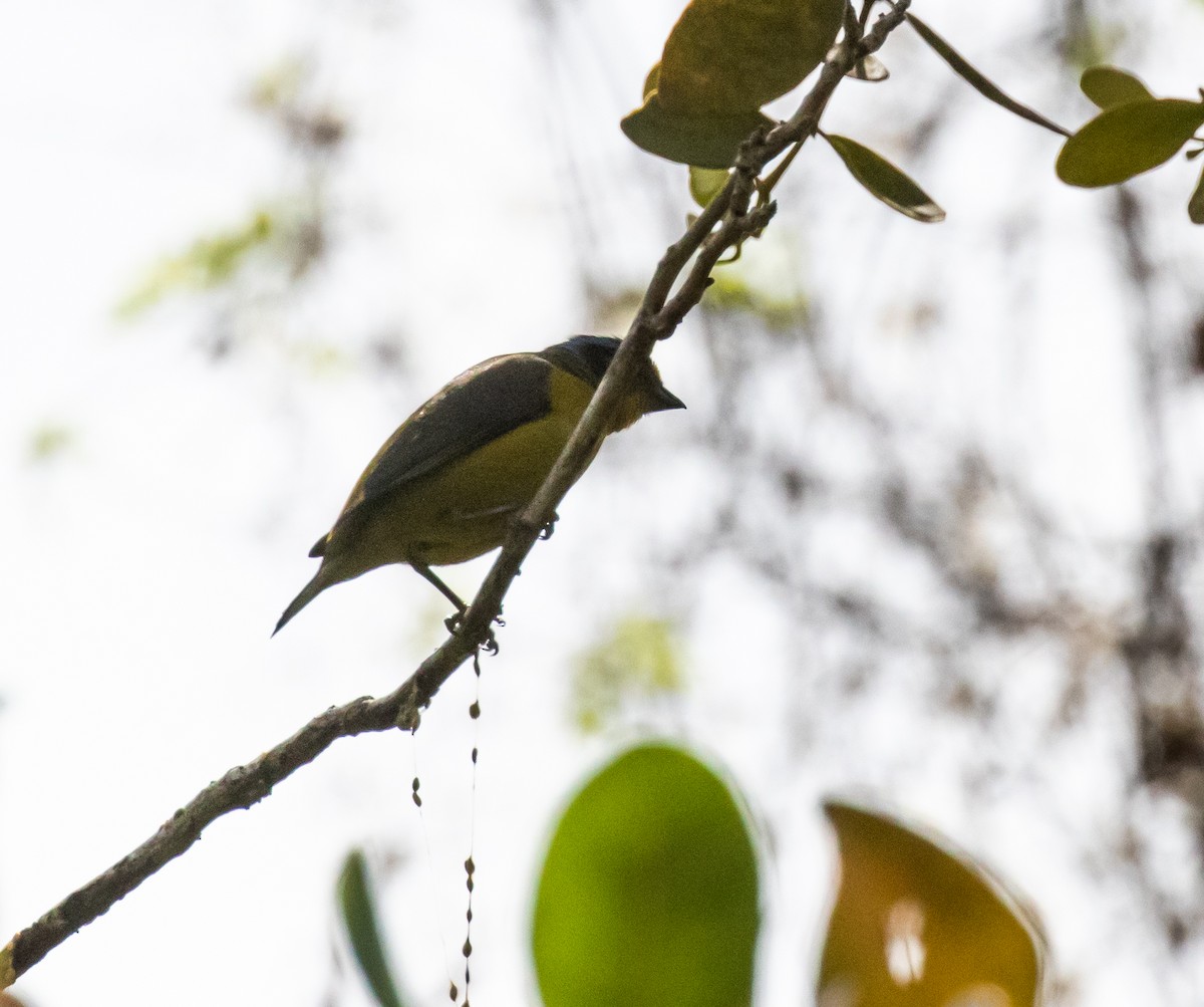 Hispaniolan Euphonia - ML635791993