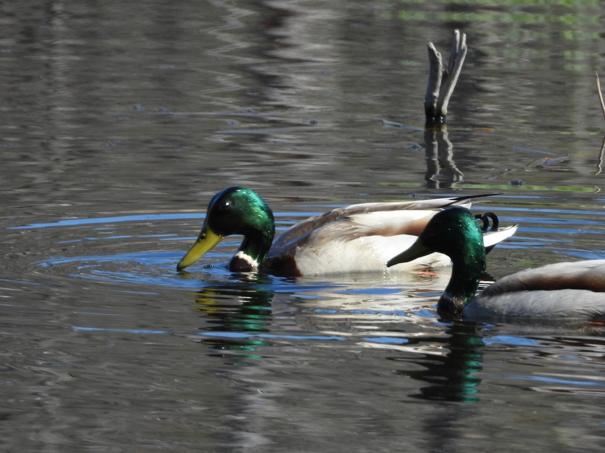 Mallard - ML635792008