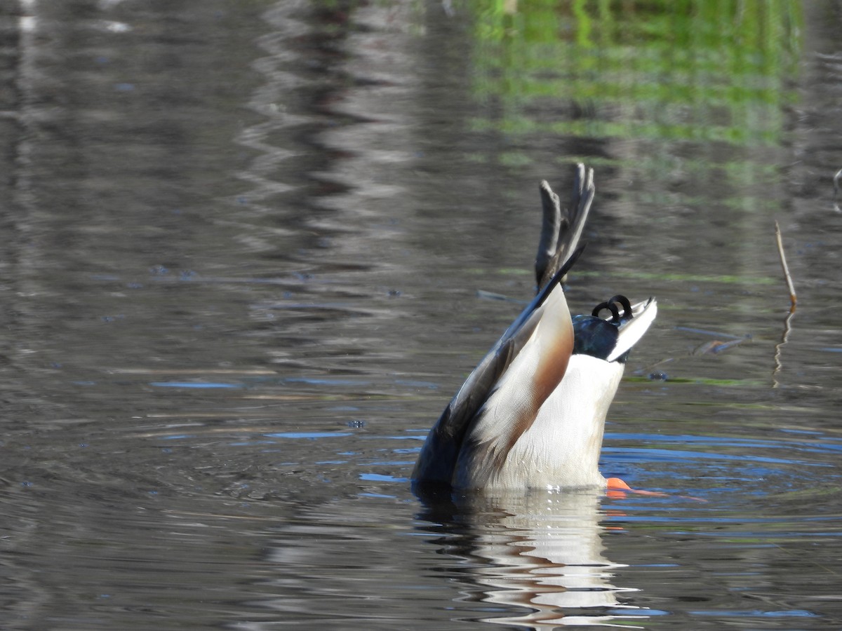Mallard - ML635792009