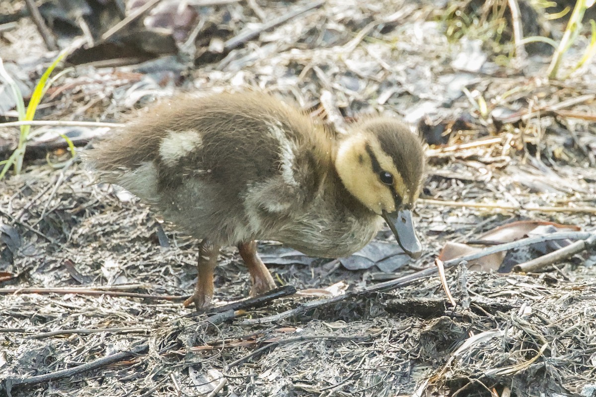 Mallard - ML635792024