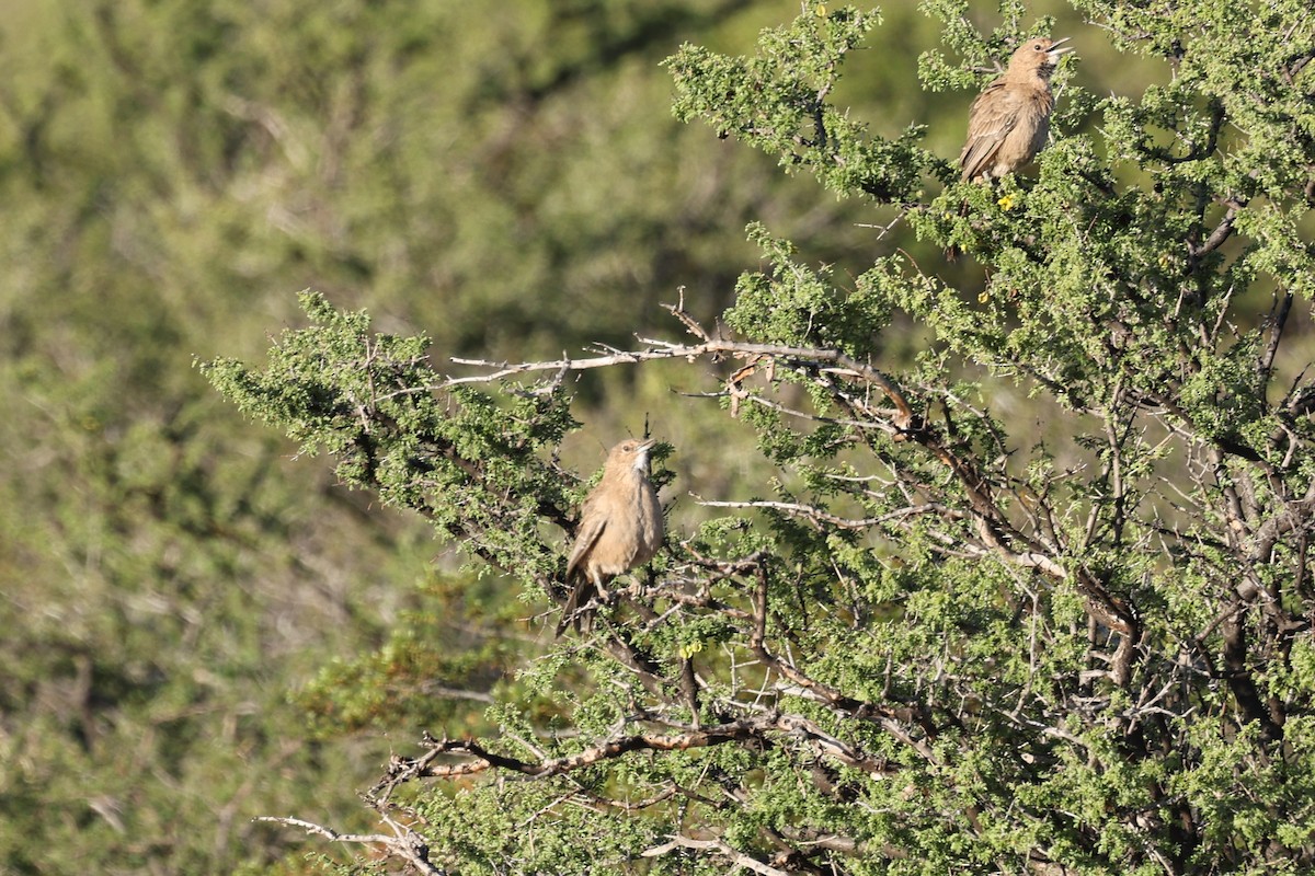 White-throated Cacholote - ML635792033