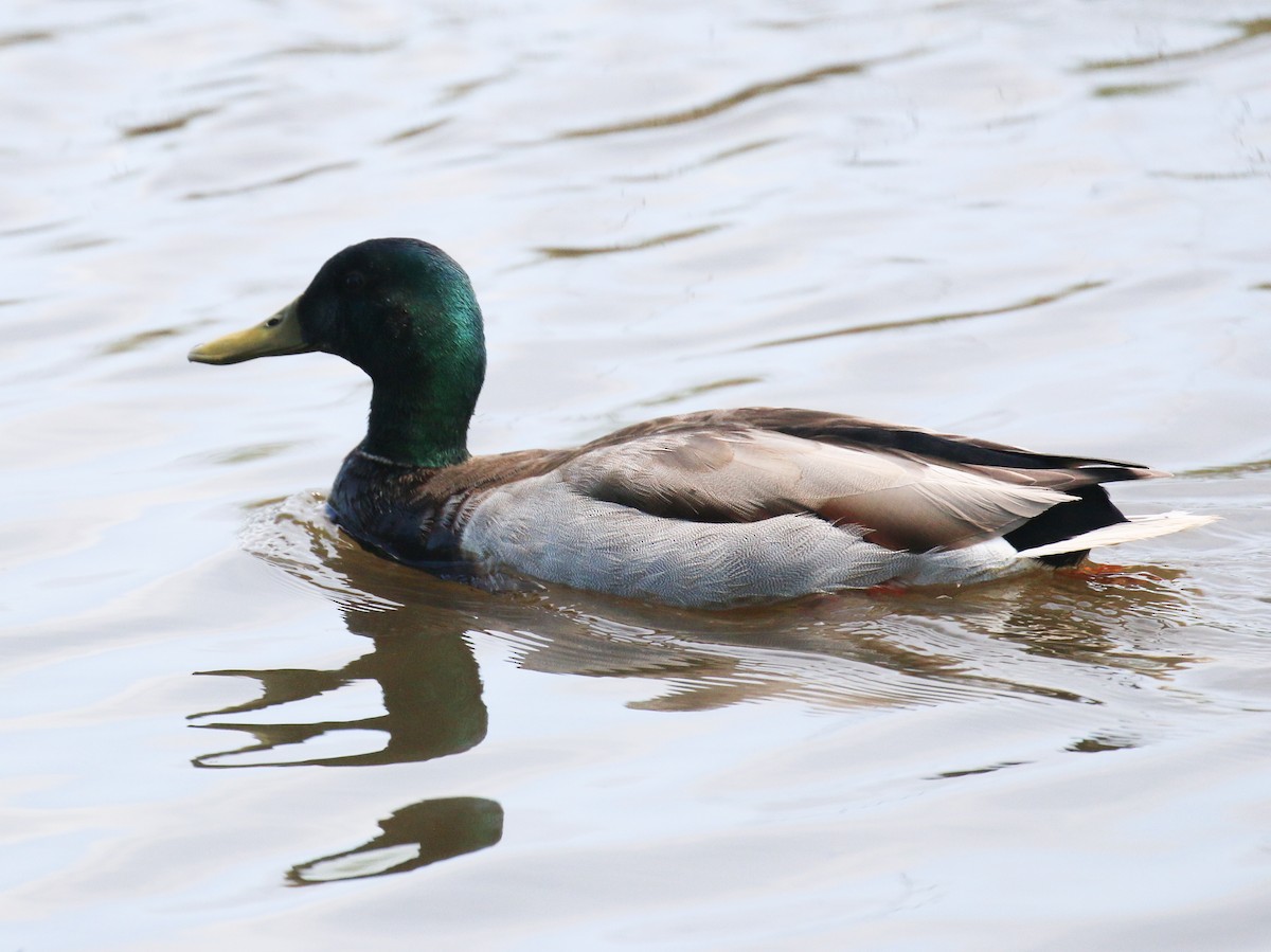 Mallard - ML635792040