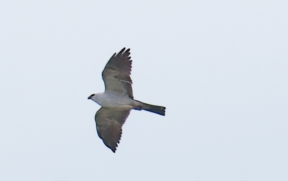 Mississippi Kite - ML635792114