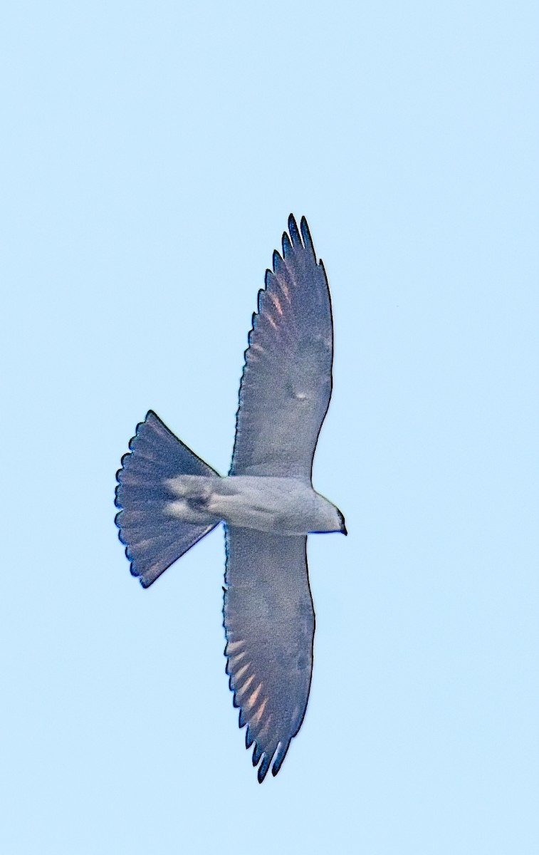 Mississippi Kite - ML635792115