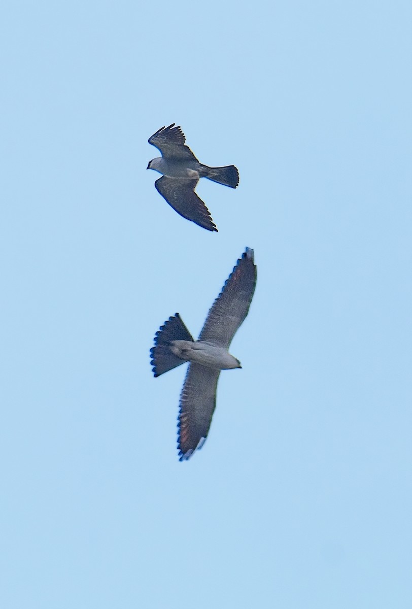 Mississippi Kite - ML635792118