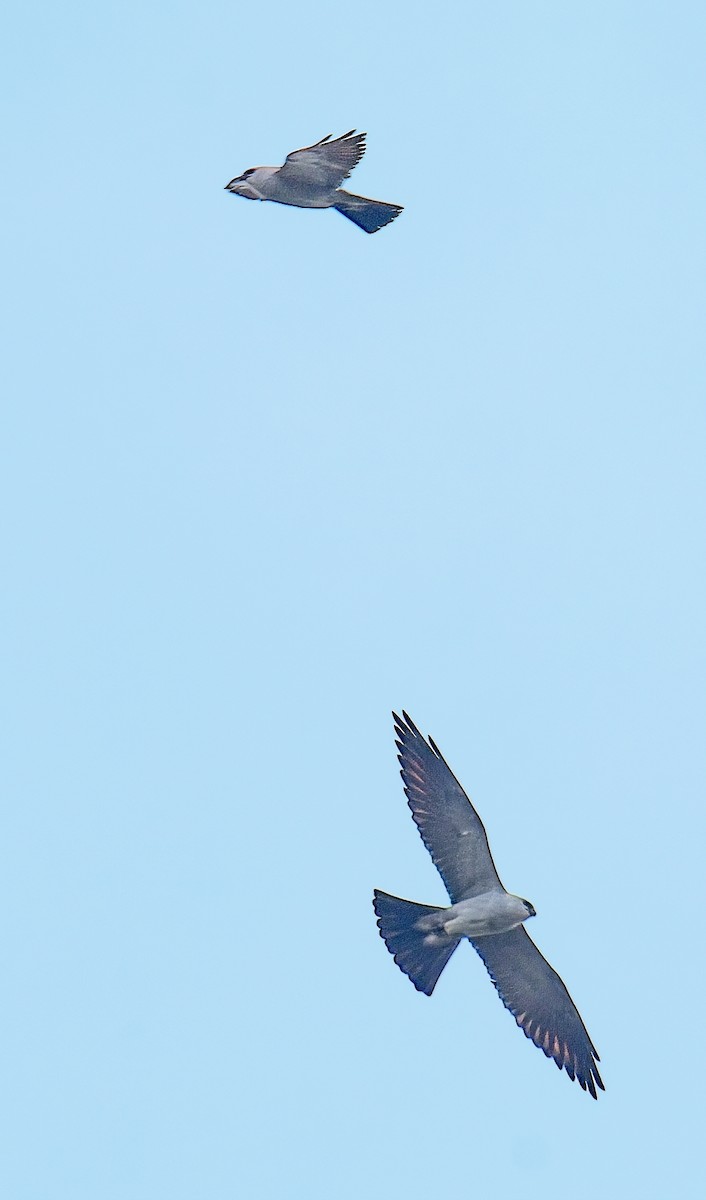 Mississippi Kite - ML635792120