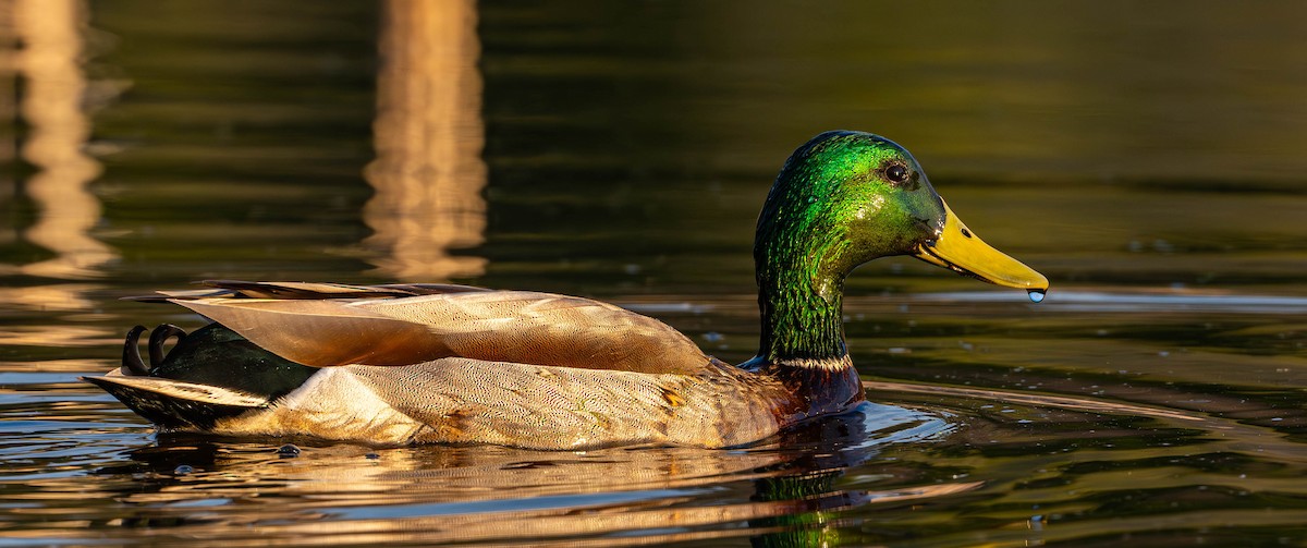 Mallard - ML635792164