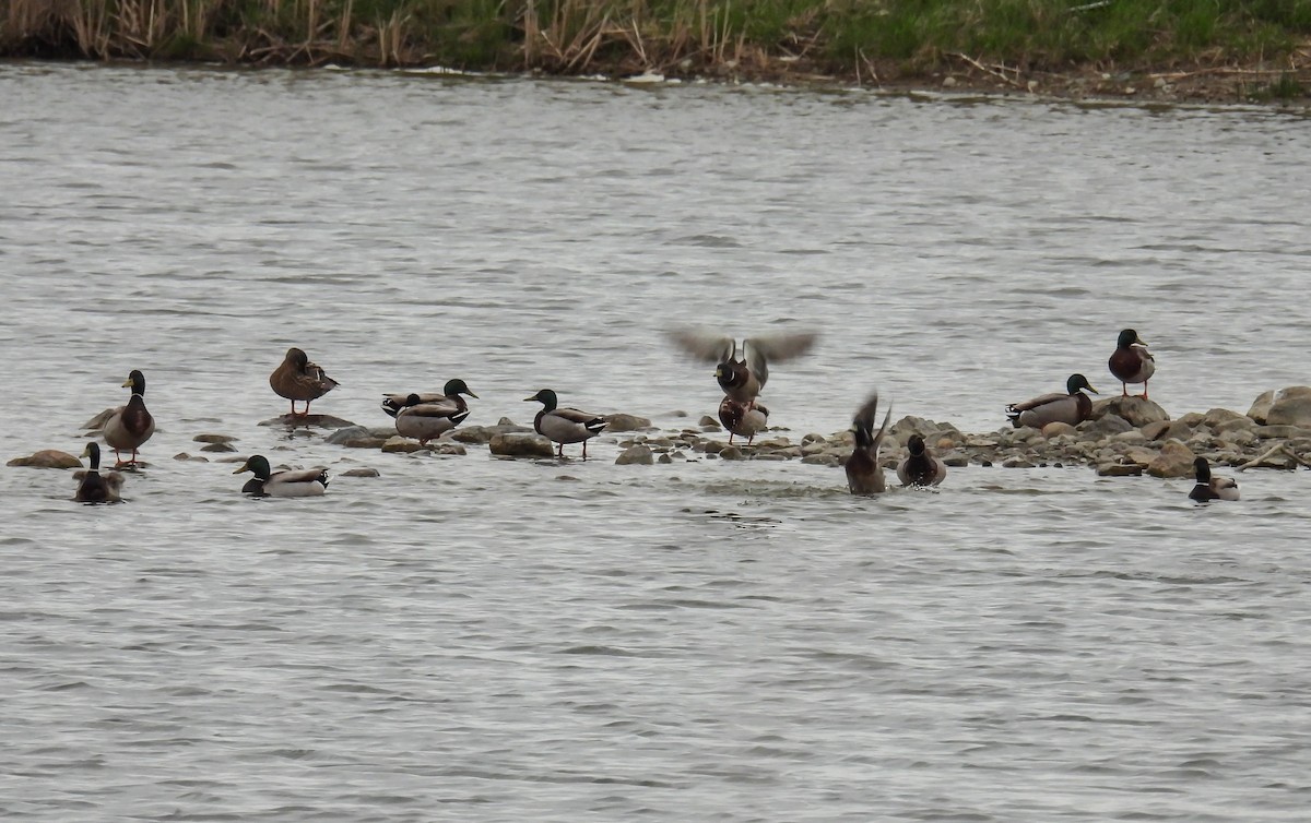 Mallard - ML635792199