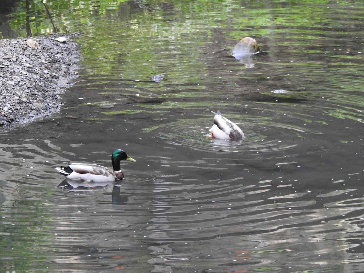 Mallard - ML635792341