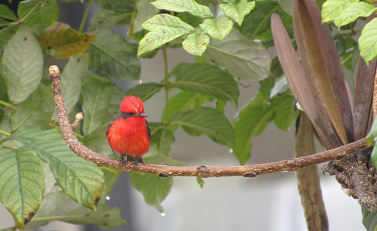 Vermilion Flycatcher - ML635792347