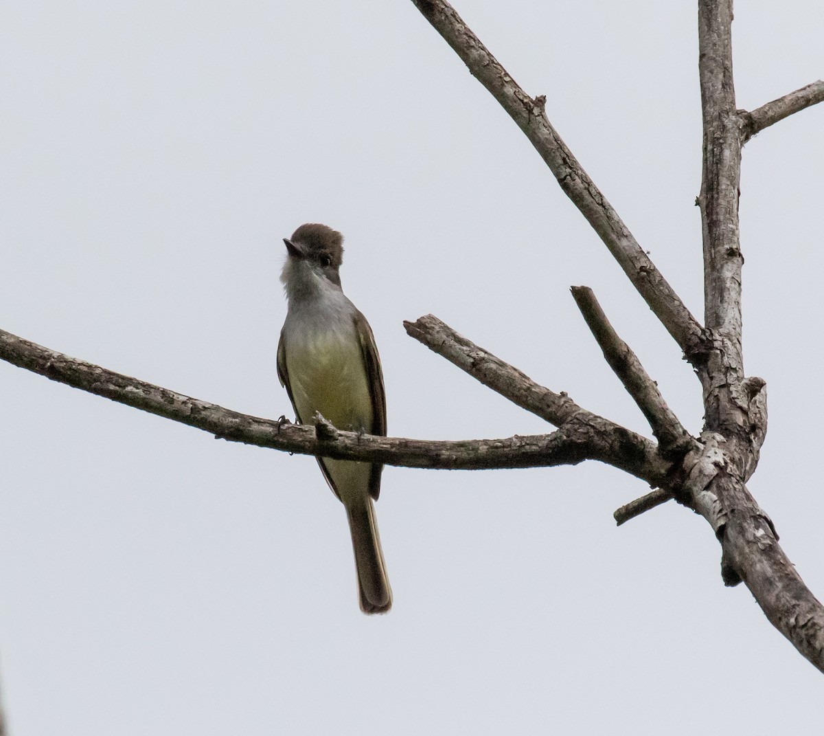 Stolid Flycatcher - ML635792375