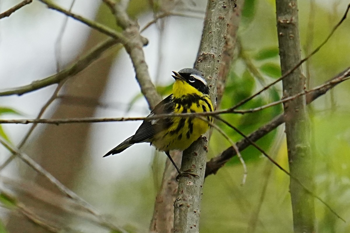 Magnolia Warbler - ML635792387