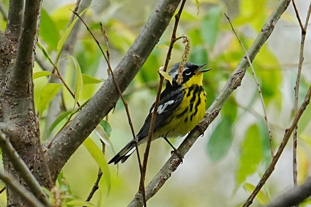 Magnolia Warbler - ML635792388