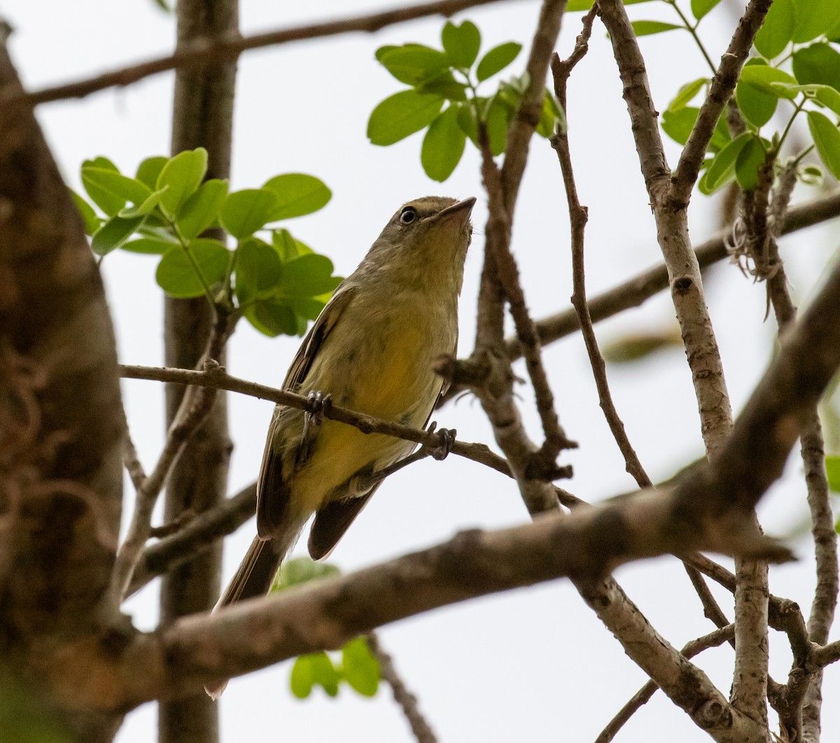 Flat-billed Vireo - ML635792391
