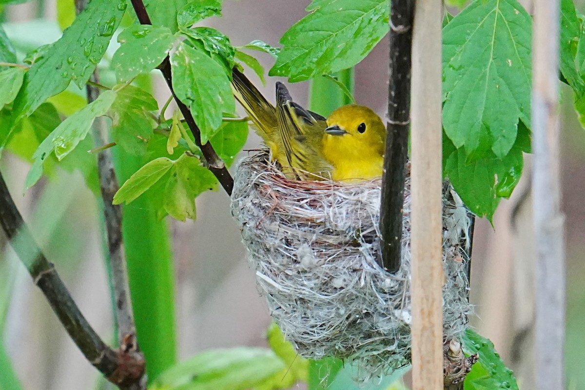 Northern Yellow Warbler - ML635792393