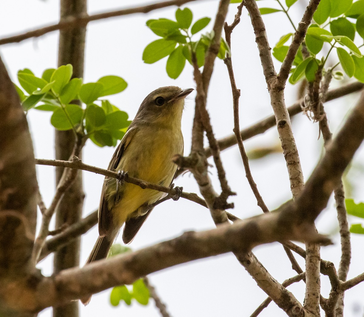 Flat-billed Vireo - ML635792395