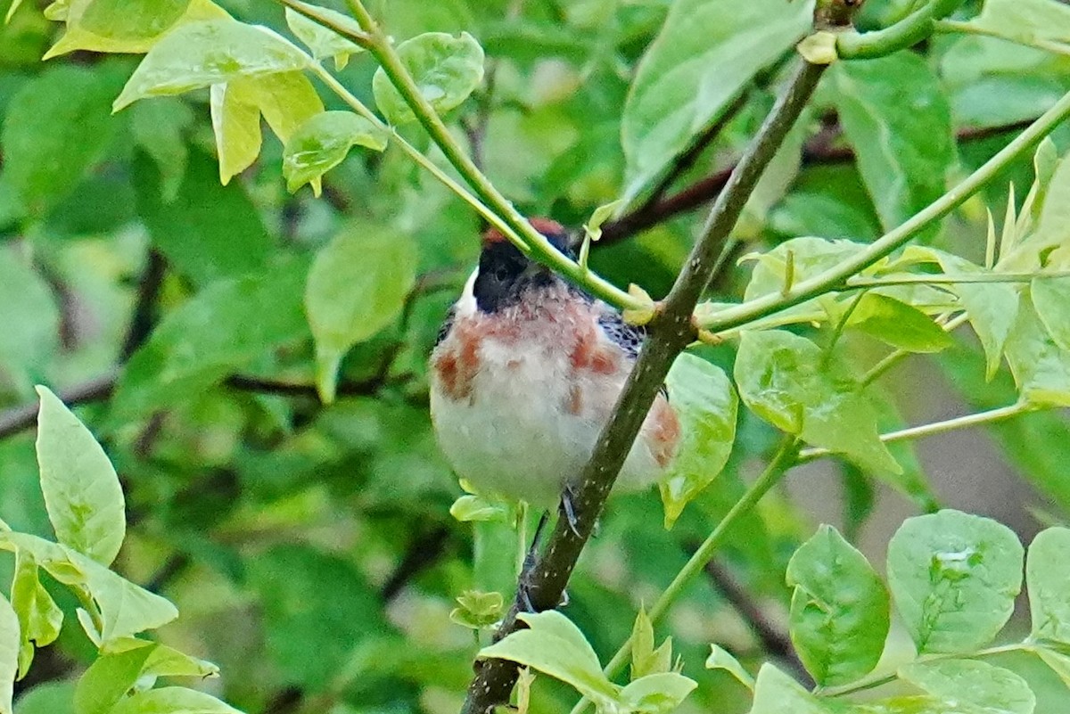 Bay-breasted Warbler - ML635792396