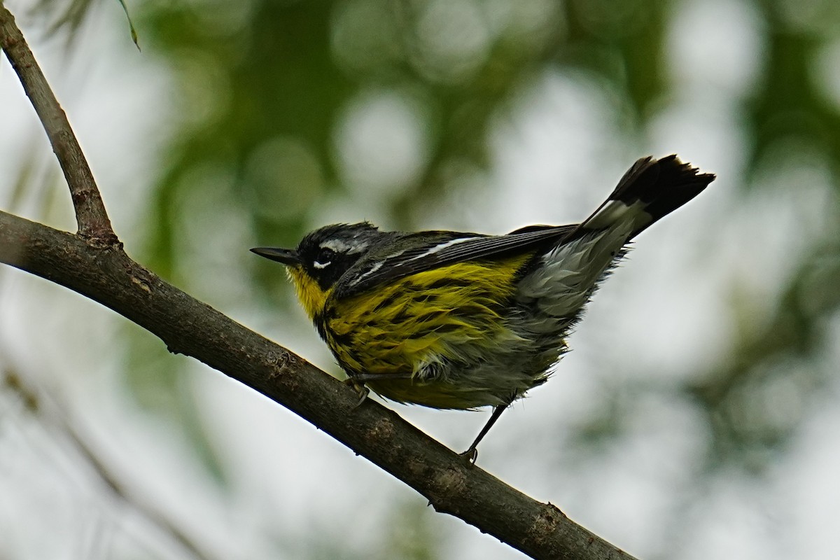 Magnolia Warbler - ML635792403