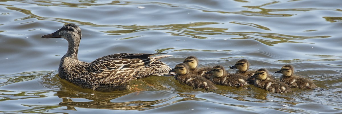 Mallard - ML635792409